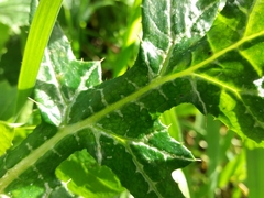 Galactites tomentosus