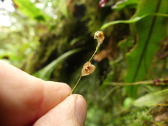 Stelis hirtzii