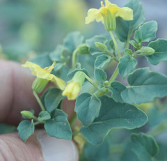 Physalis crassifolia
