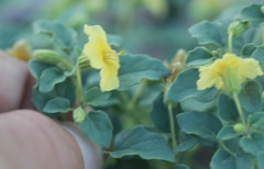 Physalis crassifolia