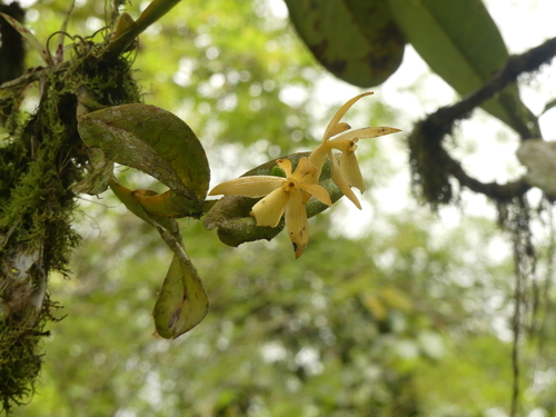 Epidendrum kerryae Hágsater & L.Sánchez