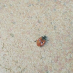 Coccinella septempunctata
