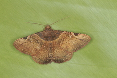 Metria bruma