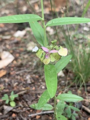 Polygala sphenoptera
