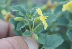 Physalis crassifolia