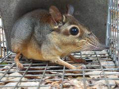 Petrodromus tetradactylus