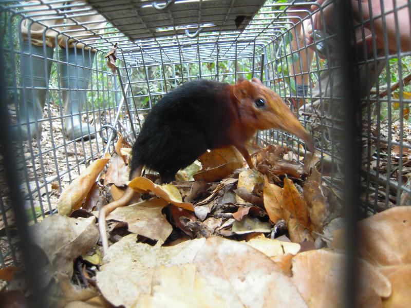 Photos of Black-and-rufous Sengi (Rhynchocyon petersi) · iNaturalist