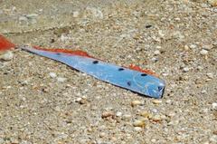 Mediterranean Dealfish photo 2