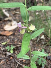 Polygala sphenoptera