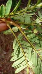 Dalbergia glaucocarpa image