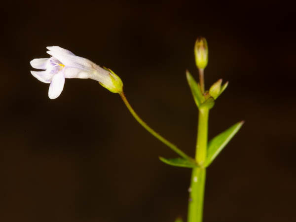 Small-flower False Pimpernel