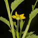 Calostephane divaricata - Photo (c) Grant Reed, algunos derechos reservados (CC BY-NC), uploaded by Grant Reed