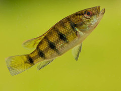Hemichromis elongatus