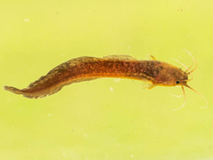 Clarias theodorae