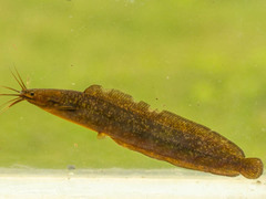 Clarias theodorae