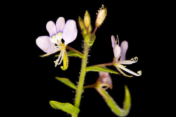 Singleleaf Spindlepod