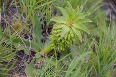 Eucomis autumnalis