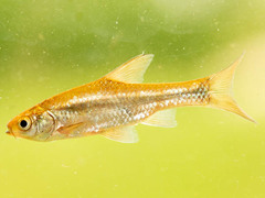 Enteromius paludinosus