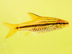 Enteromius multilineatus