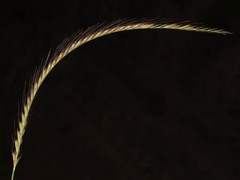 Enteropogon macrostachyus