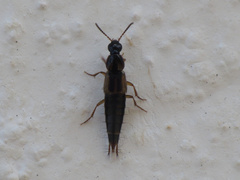Raphirus