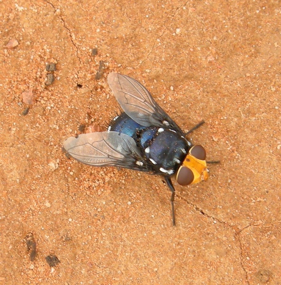 Amenia longicornis