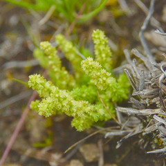 Crassula lanceolata lanceolata