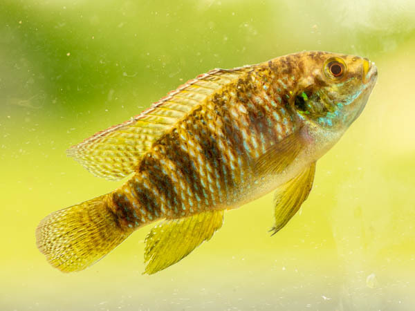 Okavango tilapia (Tilapia ruweti) — Cichlidae