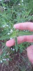 Leucas sexdentata
