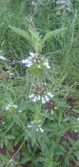Leucas sexdentata
