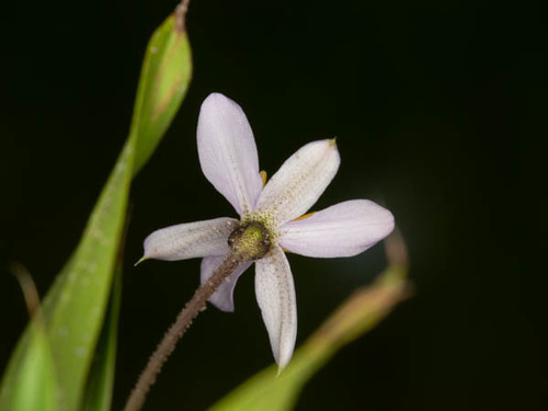 Xerophyta humilis image