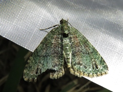 Hammaptera parinotata