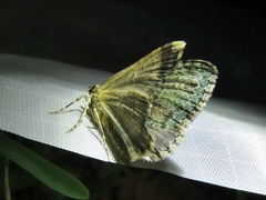 Hammaptera parinotata