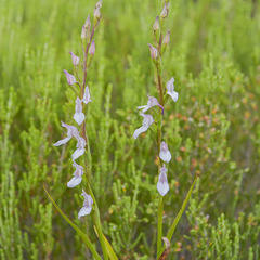 Brownleea recurvata