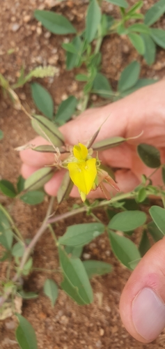 Image of Crotalaria damarensis by (c) Nic Knott-Craig, some rights reserved (CC BY-SA)