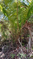 Dypsis leptocheilos