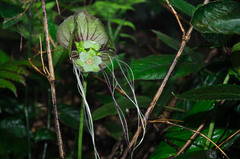 Tacca subflabellata