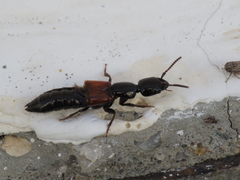 Gauropterus fulgidus