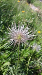 Pulsatilla vulgaris