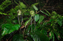 Tacca subflabellata
