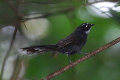 Rhipidura albicollis