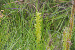 Habenaria lithophila