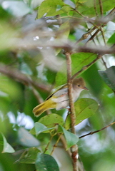 Erpornis zantholeuca