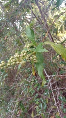Bertiera