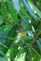 Abroscopus superciliaris