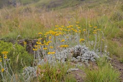 Helichrysum flanaganii