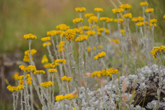 Helichrysum flanaganii