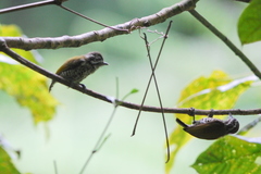 Picumnus innominatus