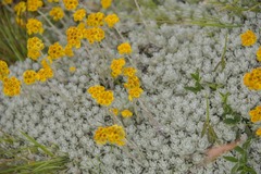 Helichrysum flanaganii