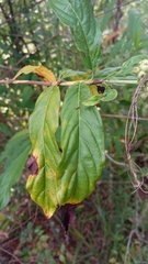 Bertiera